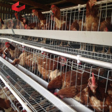 A Type Layer Chicken Cage for Bangladesh